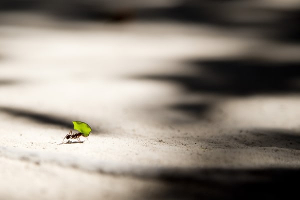 an ant carrying a leaf