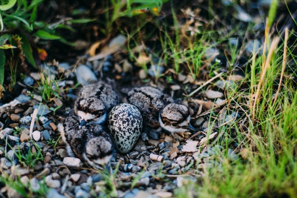 hatchlings on forest floor