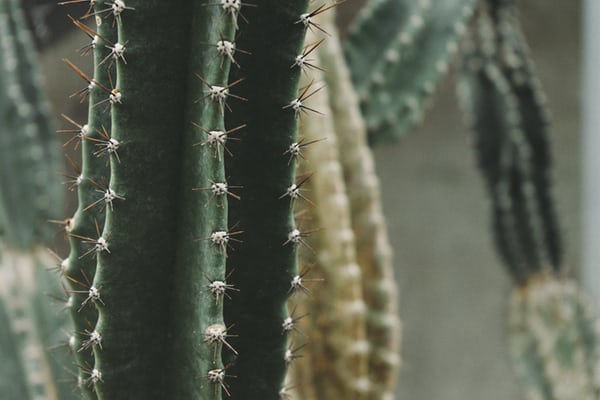 close up of cactus needles