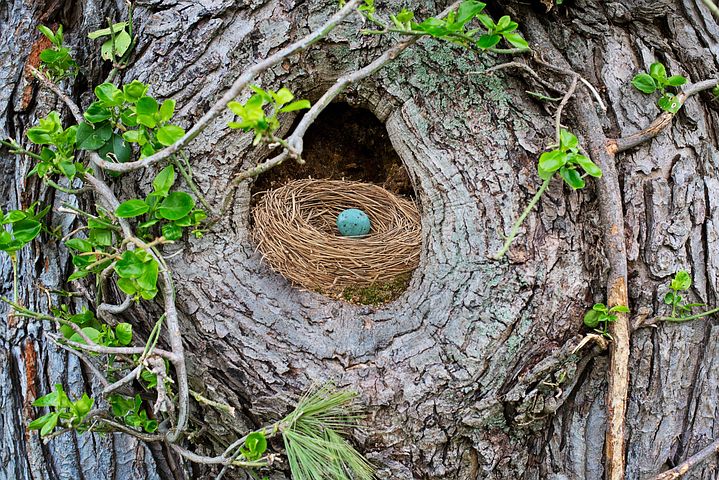 bird's nest with blue egg